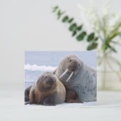 Walrus cow and calf rest on a sea ice floe briefkaart (Staand voorkant)