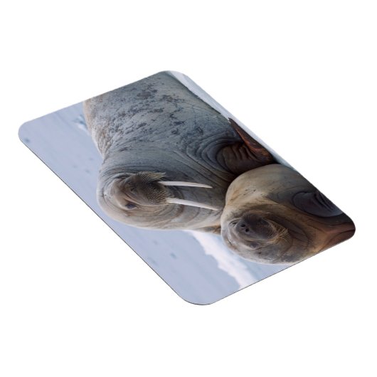 Walrus cow and calf rest on a sea ice floe magneet (Rechterzijde)