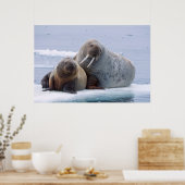 Walrus cow and calf rest on a sea ice floe poster (Keuken)