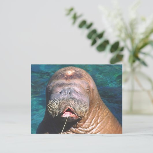 Walrus Eyes Closed Briefkaart (Staand voorkant)