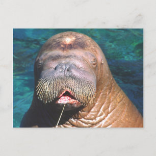 Walrus Eyes Closed Briefkaart