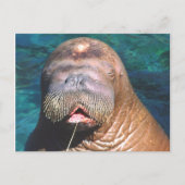 Walrus Eyes Closed Briefkaart (Voorkant)