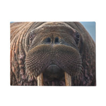 Walrus Face