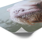 Walrus Foto Poster (Hoek)