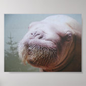 Walrus Foto Poster (Voorkant)