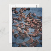Walrus Herd Briefkaart (Voorkant / Achterkant)