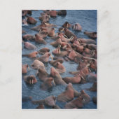 Walrus Herd Briefkaart (Voorkant)