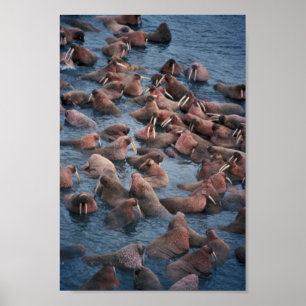 Walrus Herd Poster