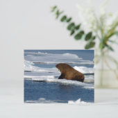 Walrus in de Noordelijke IJszee Briefkaart (Staand voorkant)