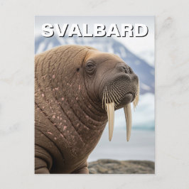 Walrus in Svalbard Noorwegen Briefkaart