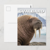 Walrus in Svalbard Noorwegen Briefkaart (Voorkant / Achterkant)