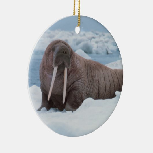 Walrus ligt rond keramisch ornament (Rechts)
