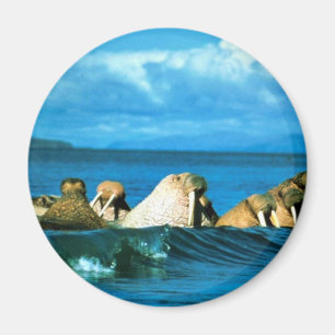Walrus Magneet