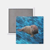 Walrus magnet (Voorkant / Achterkant)