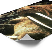 Walrus Male Poster (Hoek)