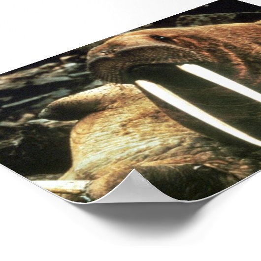 Walrus Male Poster (Hoek)