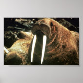 Walrus Male Poster (Voorkant)