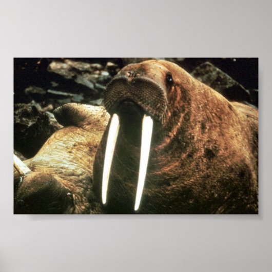 Walrus Male Poster (Voorkant)