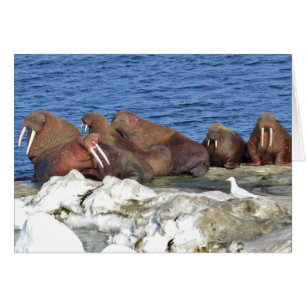 Walrus op het Zee Ice van Bering