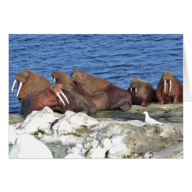 Walrus op het Zee Ice van Bering (Voorkant Horizontaal)