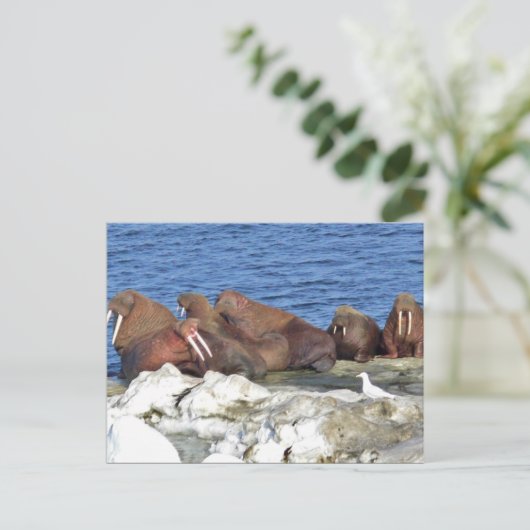 Walrus op het Zee Ice van Bering Briefkaart (Staand voorkant)