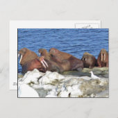 Walrus op het Zee Ice van Bering Briefkaart (Voorkant / Achterkant)