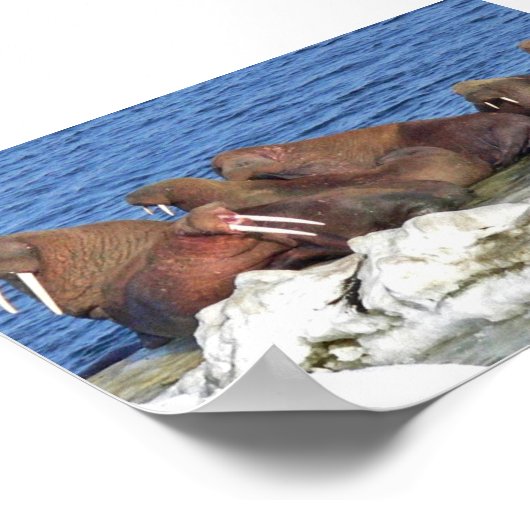 Walrus op het Zee Ice van Bering Poster (Hoek)