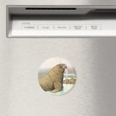  Walrus op Iceberg in Arctic, wilde dieren Magneet (Insitu (Vaatwasser))