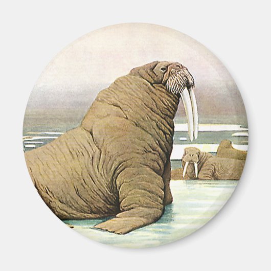  Walrus op Iceberg in Arctic, wilde dieren Magneet (Voorkant)