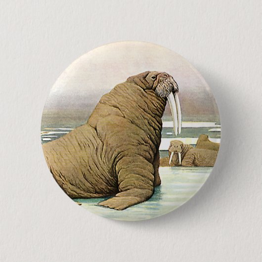Walrus op Iceberg in Arctic, wilde dieren Ronde Button 5,7 Cm (Voorkant)