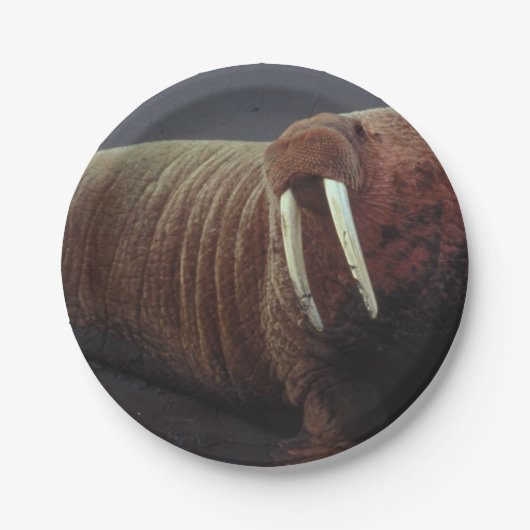 Walrus Papieren Bordje (Voorkant)