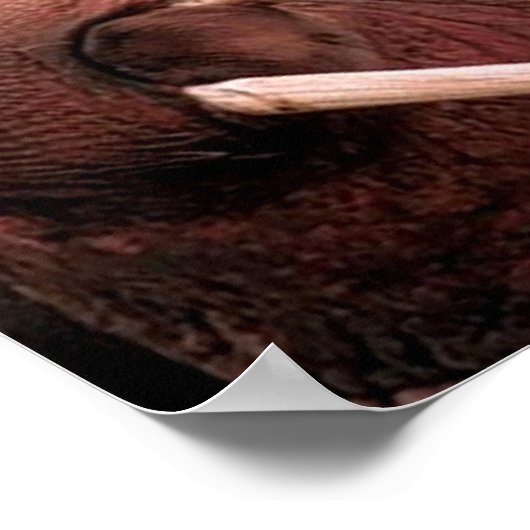 Walrus Poster (Hoek)