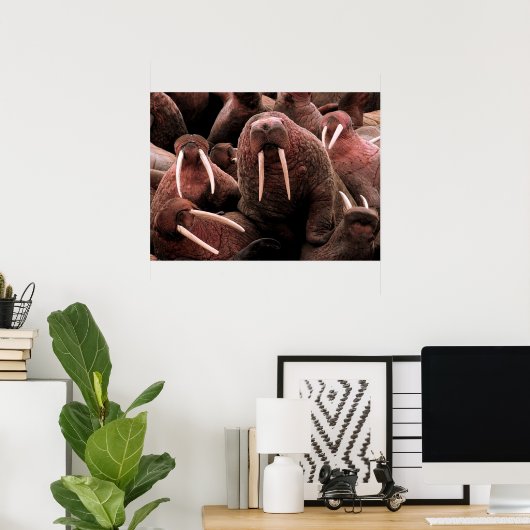 Walrus Poster (Thuiskantoor)