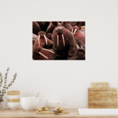 Walrus Poster (Keuken)