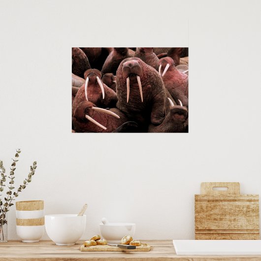 Walrus Poster (Keuken)