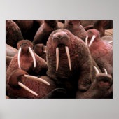 Walrus Poster (Voorkant)