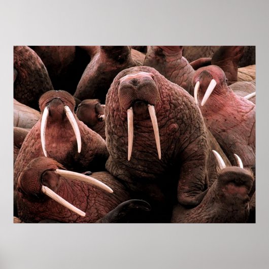 Walrus Poster (Voorkant)