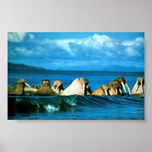 Walrus Poster (Voorkant)