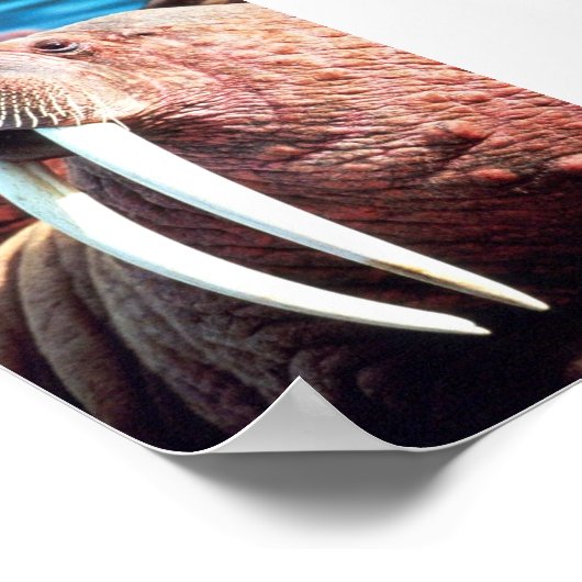 Walrus Poster (Hoek)