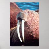 Walrus Poster (Voorkant)
