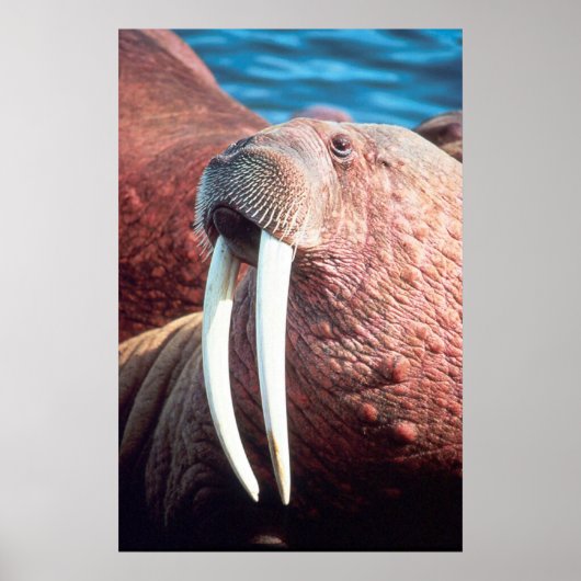 Walrus Poster (Voorkant)