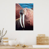 Walrus Poster (Keuken)