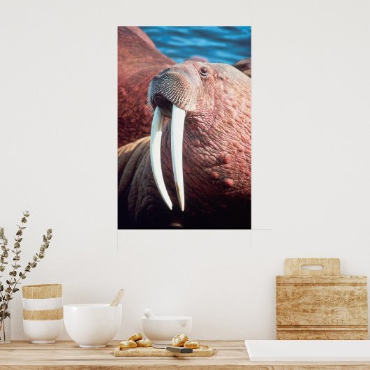 Walrus Poster (Keuken)