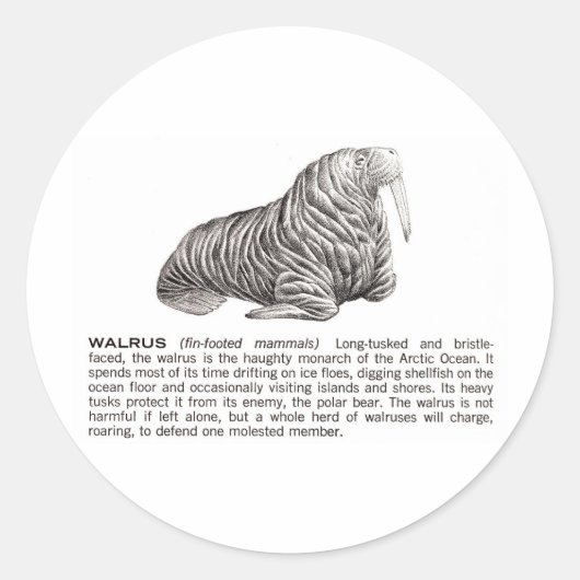 walrus ronde sticker (Voorkant)