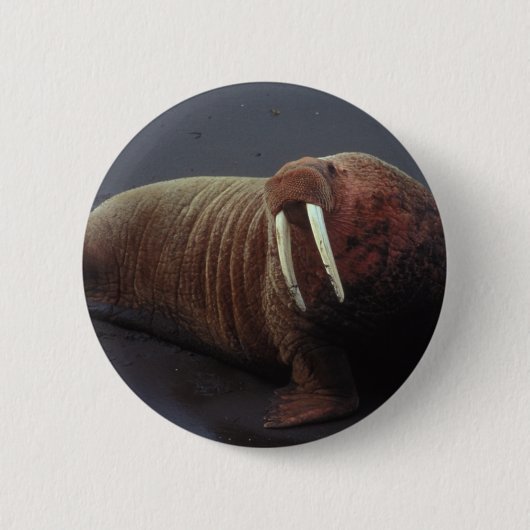 Walrus Round Button (Voorkant)