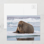 Walrus rust op ijs, Noorwegen Briefkaart (Voorkant / Achterkant)
