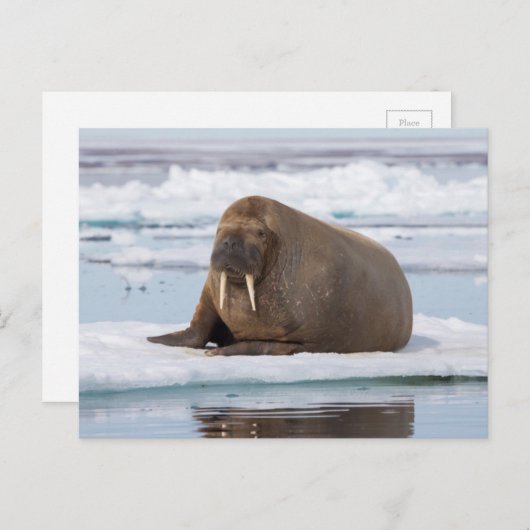 Walrus rust op ijs, Noorwegen Briefkaart (Voorkant / Achterkant)
