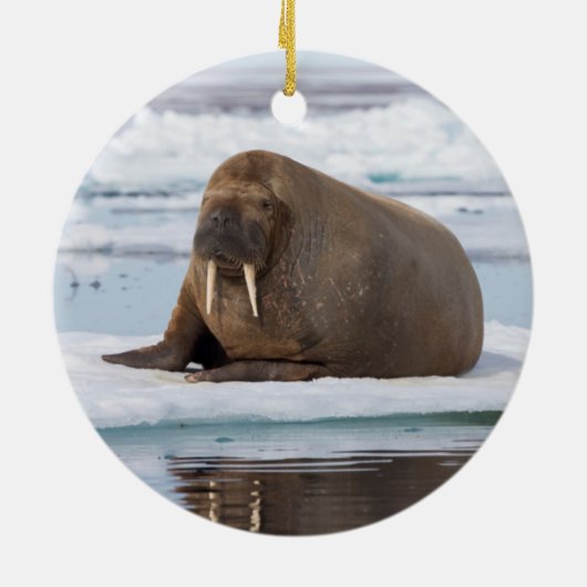 Walrus rust op ijs, Noorwegen Keramisch Ornament (Achterkant)