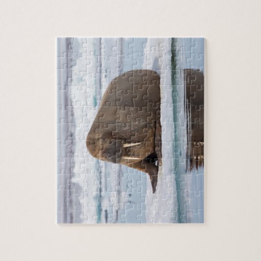 Walrus rust op ijs, Noorwegen Legpuzzel (Verticaal)