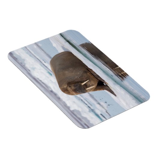 Walrus rust op ijs, Noorwegen Magneet (Rechterzijde)